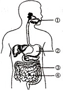 如图是人体消化系统示意图,其中吸收营养物质的主要器官是(  )