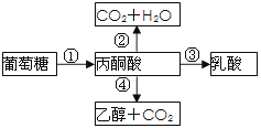 高中生物必修1《细胞呼吸的概念以及过程图解.》