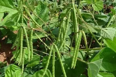绿豆怎么种？
