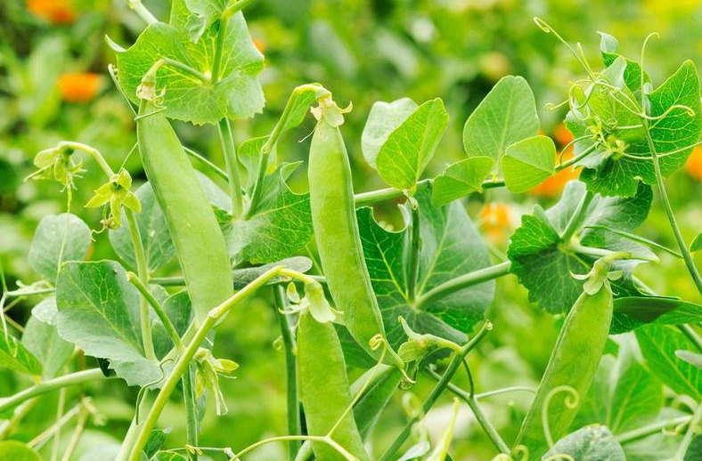 豌豆栽培技术病虫防治