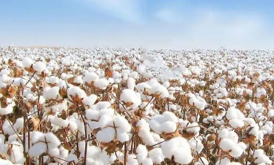 小麦套种棉花，有利于增产增收，具有较好的经济、生态和社会效益