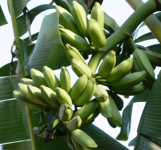 香蕉种植采摘后如何管理？