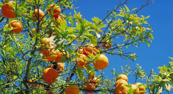 如何种植橙子树？