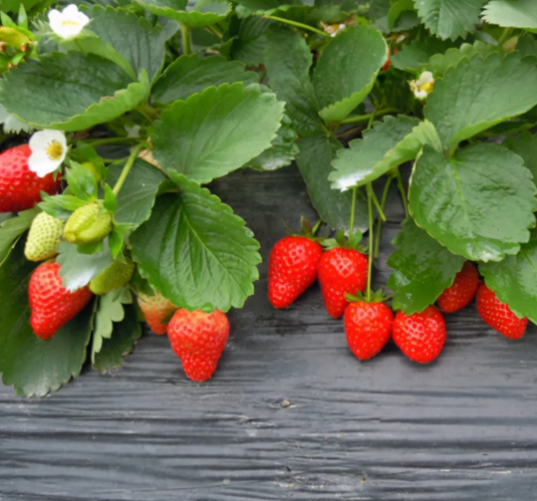 草莓种植对土壤有什么要求？