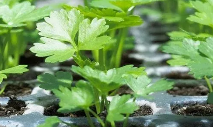 芹菜种植，是啥造成叶片发黄？哪两个关键因素，决定了产量高低？