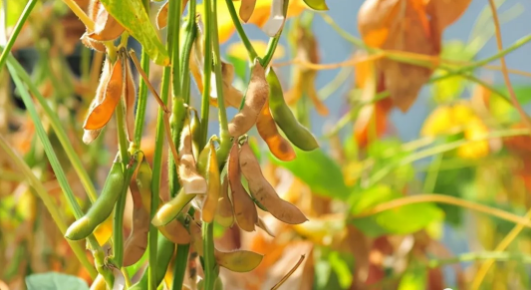 大豆种植过程中的5种病害，影响产量质量，需要采取有效方法防治
