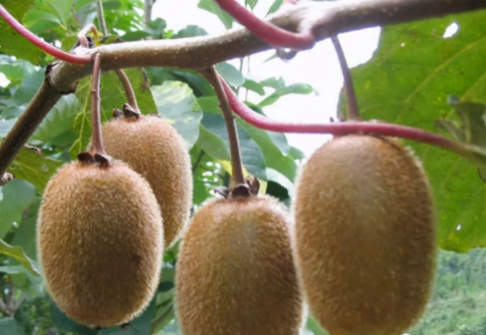 猕猴桃种植要高产，猕猴桃春季如何施肥？