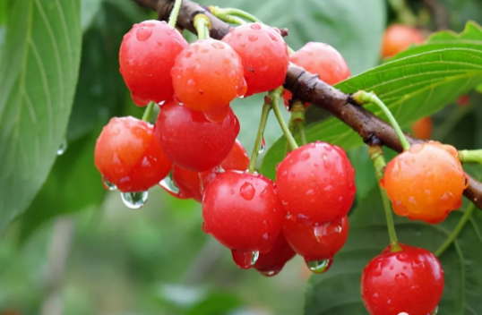樱桃如何快速保花保果？樱桃膨大素用哪个肥料比较好？