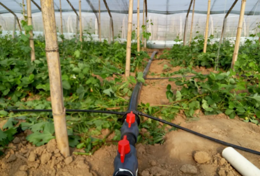 西瓜种植病虫害防护及使用膜下滴灌的优势和注意事项