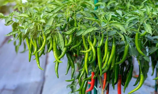 种植辣椒，幼苗补栽怎样处理可减少死棵？做好3点，定植成活率高