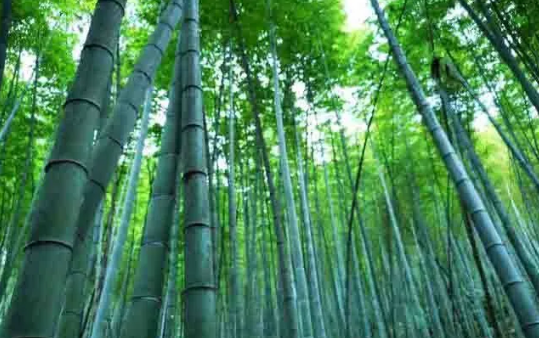 竹子种植技术