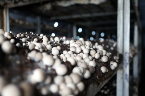 夏季草菇的种植管理技术