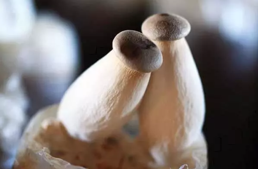 杏鲍菇的种植技术 杏鲍菇种植时间及方法