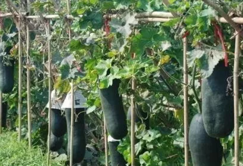 黑皮冬瓜高产种植技术