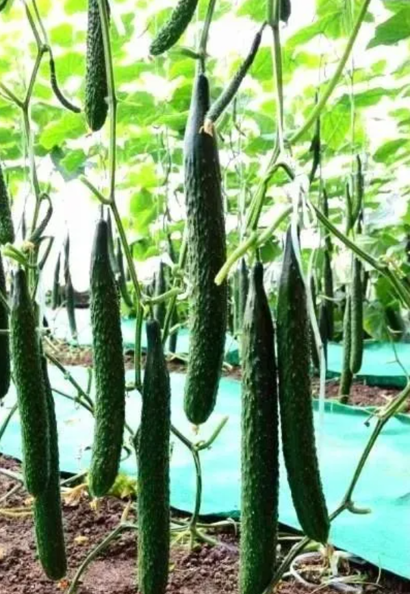 黄瓜高产种植技术的方法和施肥方法，如何高产？