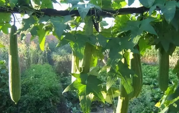 丝瓜高产应该怎么种植？