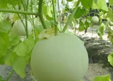 香瓜如何种植更香甜
