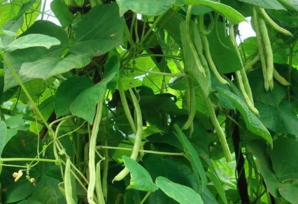 四季豆种植技术与管理