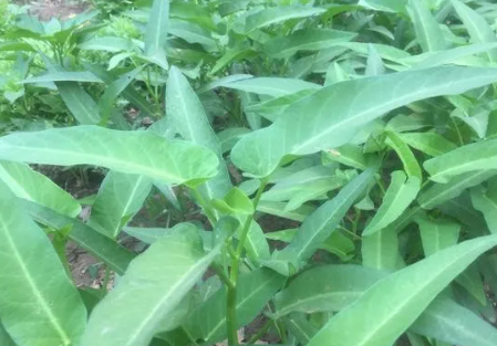 種植空心菜怎樣長得快_空心菜_蔬菜種植_種植知識_金課_鄉村雲振興