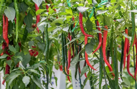 农民种植辣椒，怎样施肥管理易高产？