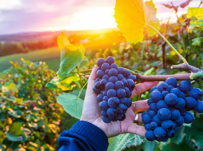 农民种植葡萄，怎样对新梢进行摘心管理？