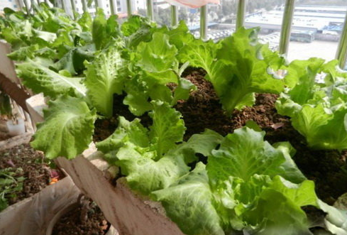 阳台生菜的种植技术与病虫害防治