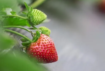 草莓想要长得好，苗期管理很关键
