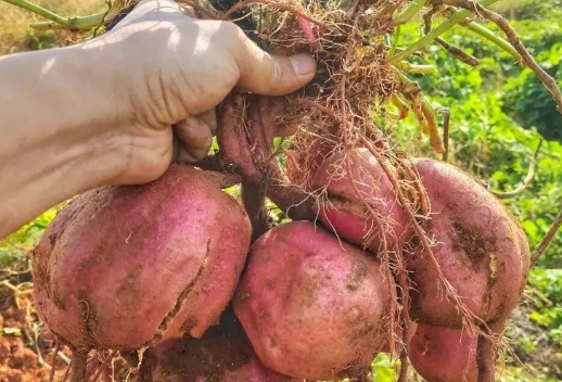 种植红薯如何选择底肥？