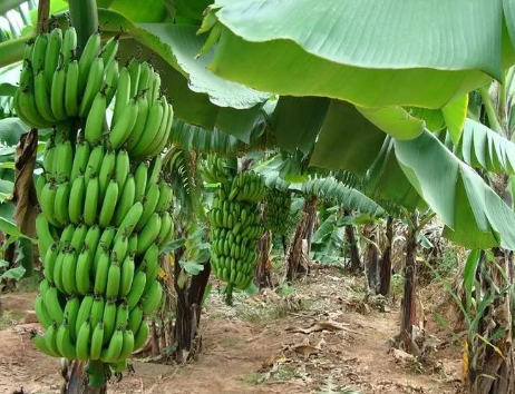 高产香蕉要怎么去种植
