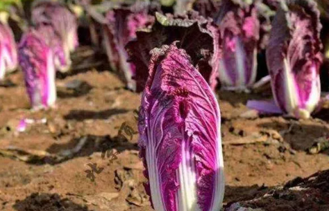 紫白菜种植时间和方法，农民掌握以下要点