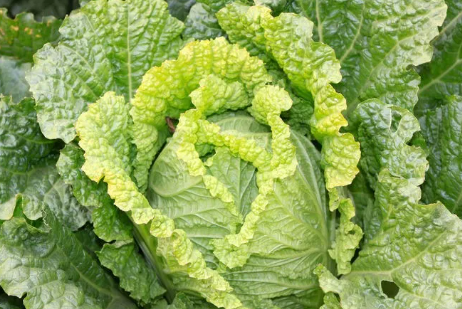 种植白菜，株苗缺磷缺钾有哪些症状？