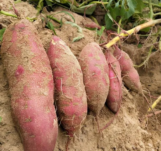 板栗红薯种植前景分析