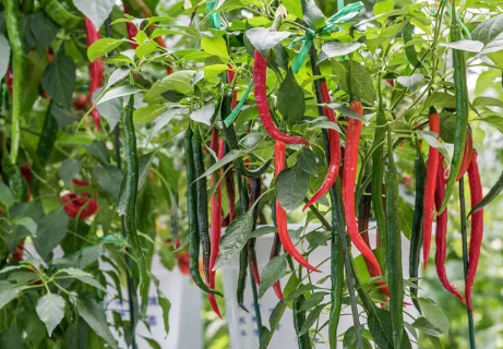 种植辣椒，株苗成片死棵是什么原因？