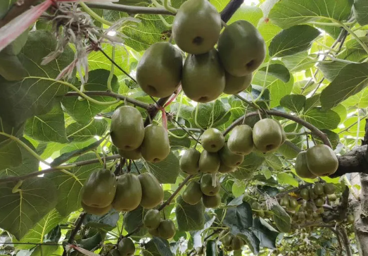 猕猴桃种植不容易，如何才能种出好品质