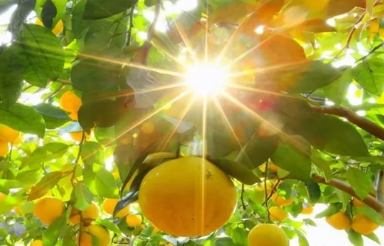 种植柚子树害虫泛滥，几种方法很重要