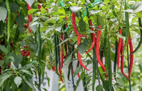 种植辣椒，植株营养失衡有哪些症状？