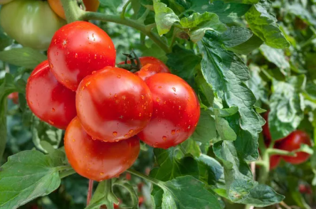 种植番茄，怎样施肥才能高产优质？