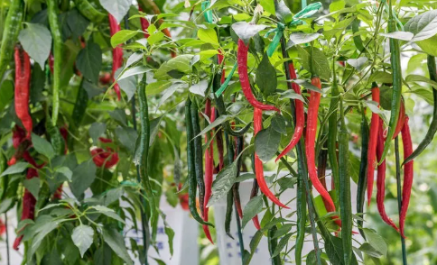 种植辣椒，植株根线虫害有哪些症状？