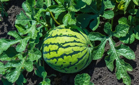 农民种植西瓜，植株追肥需注意哪些事项？