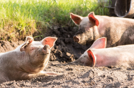 猪常见腹泻病分别都有什么症状？如何预防猪腹泻？