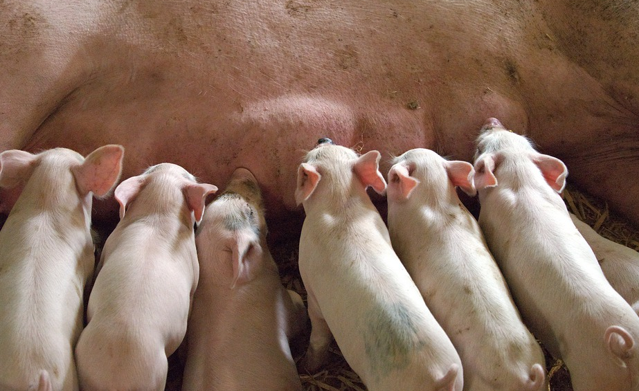 能繁母猪七阶段循环饲喂法