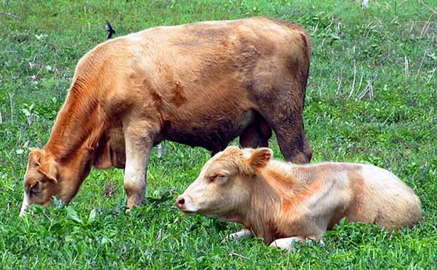 常见牛病的特点以及防治方法