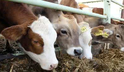 牛翻胃吐草是什么症状?治疗方法有哪些？