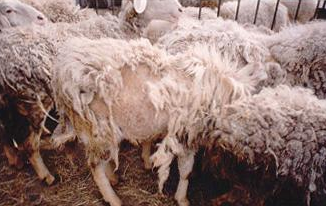羊疥癣病发病症状及防治方法