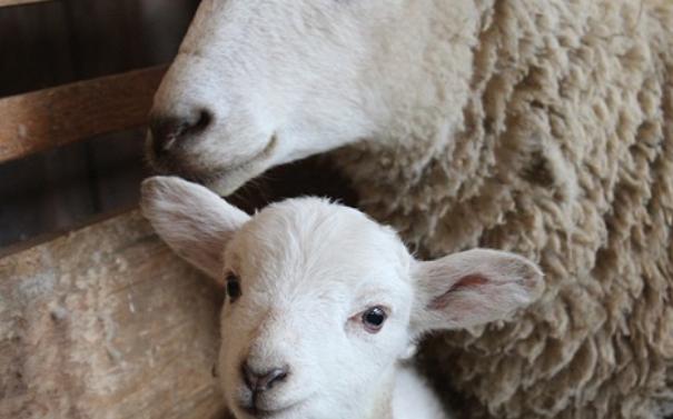 羊感光过敏症的症状及防治措施