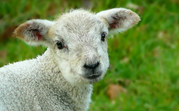 羊不吃草是哪些原因造成的？