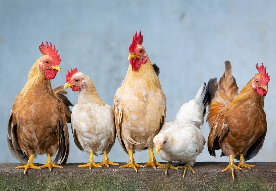 养鸡怎么减少饲料的直接与间接浪费？