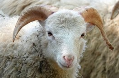 夏季羊拉稀有什么原因？不同情况下该如何防治？