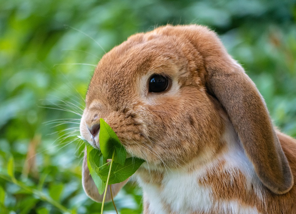 如何辨别兔子是否怀孕，怀孕母兔如何饲养