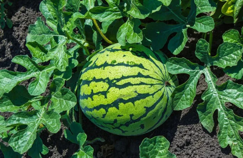 农民种植西瓜，怎样有效预防幼瓜形成扁形瓜？